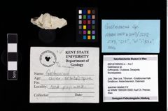 Foto (Objekt + Etikett) von Gastrosacus sp.  (NHMW-GEO-2007z0149-0252e)